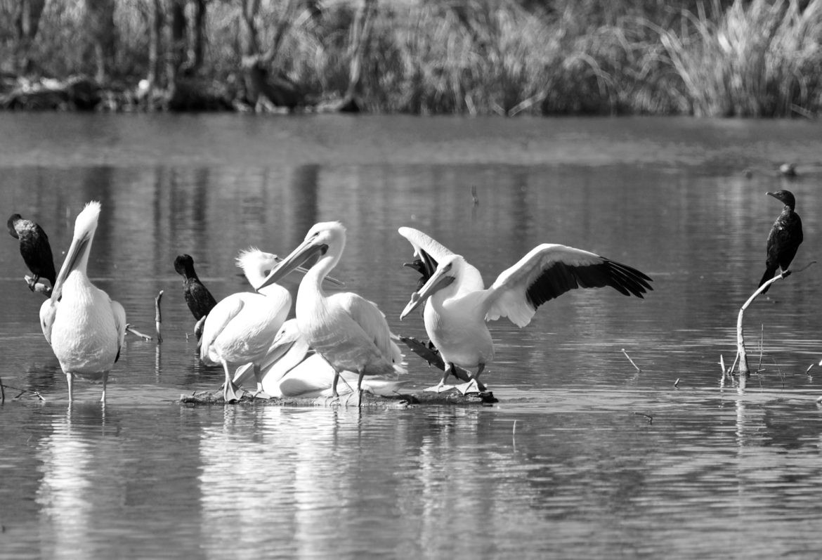Angry Pelican