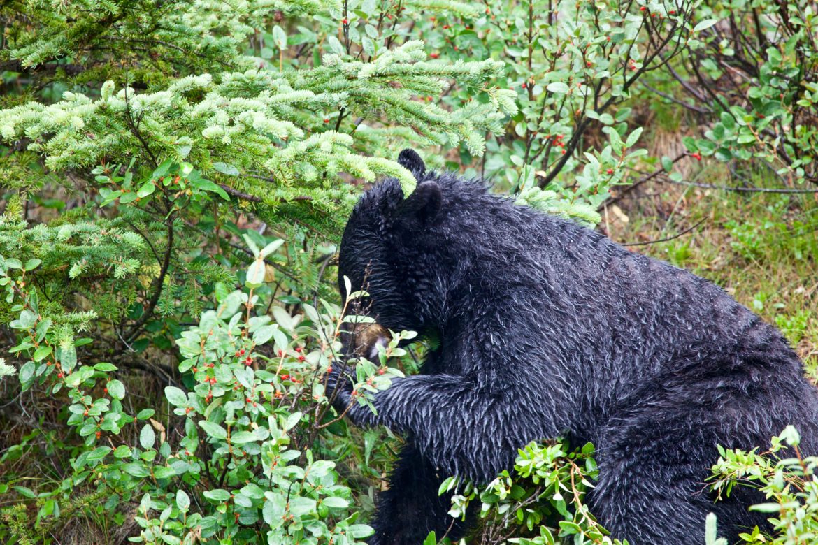 Berry hunt