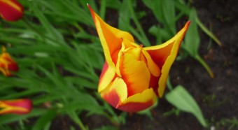 Blooming