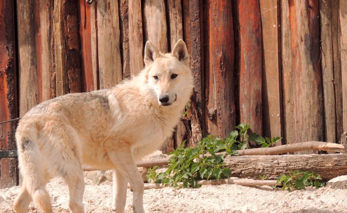 Wolf in Provins