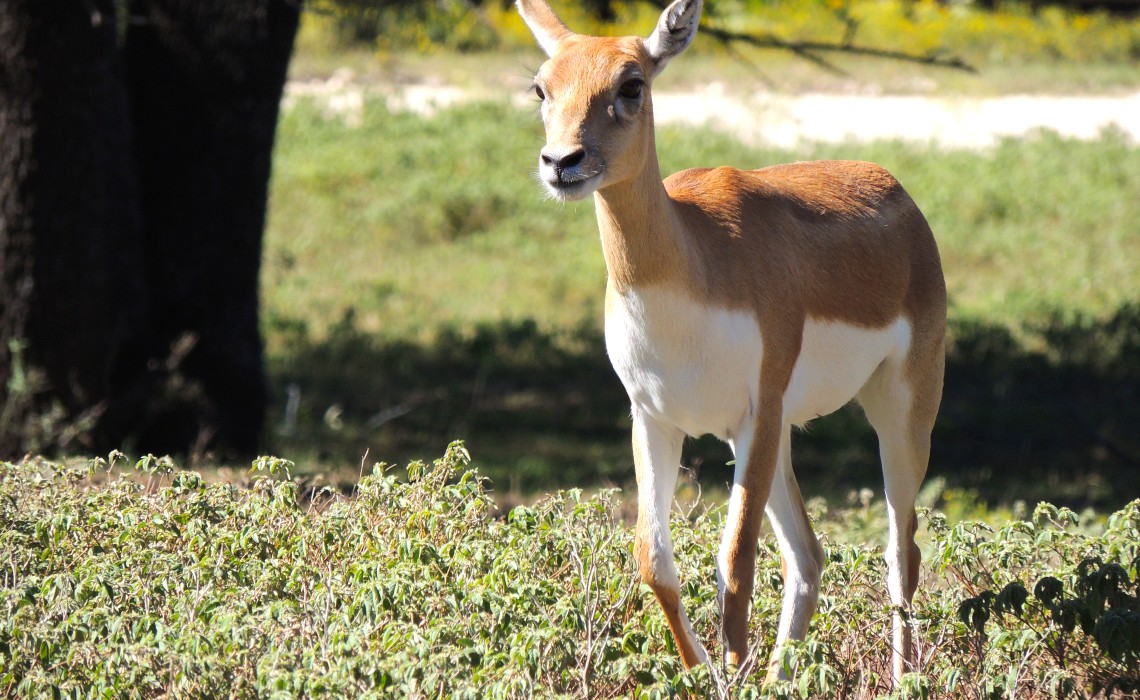 Fossil Rim, Texas