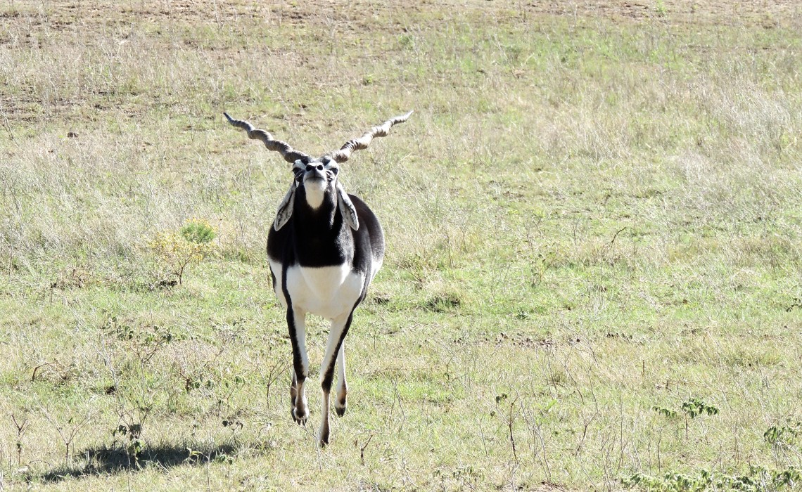 Fossil Rim, Texas