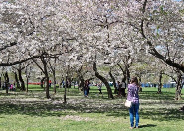 Blossoms