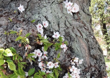 In the bark