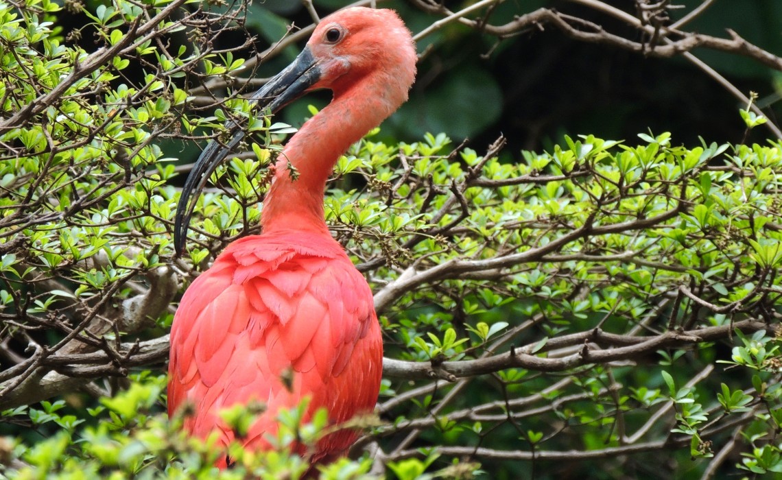 Dallas Zoo