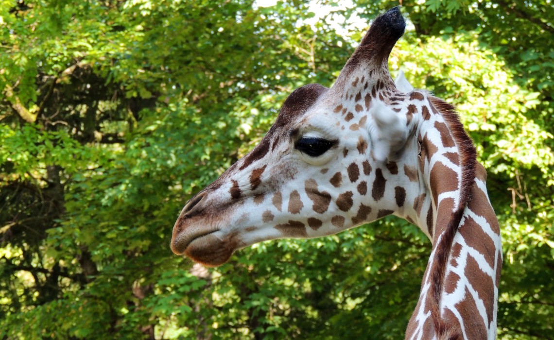 Munich Zoo