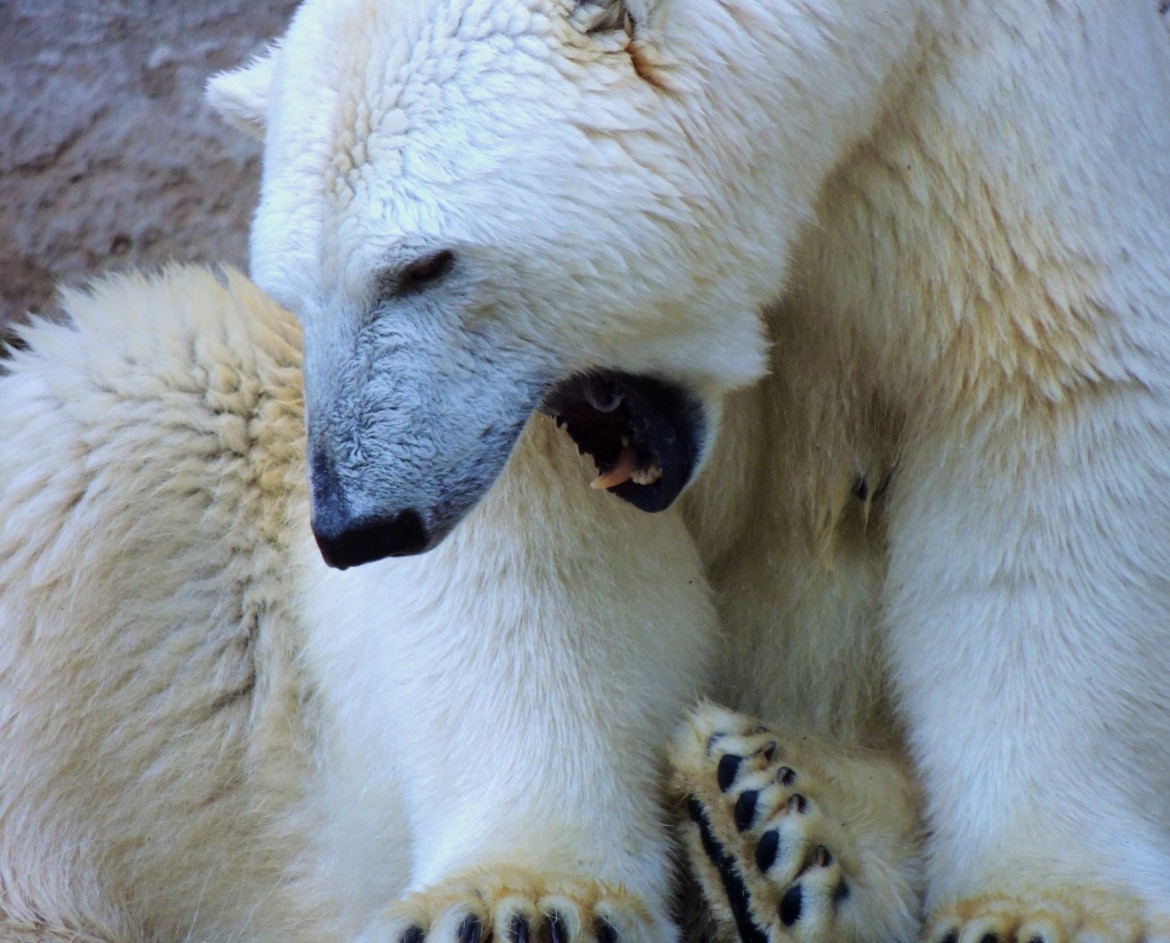 Polar Yawn