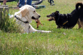 Fight