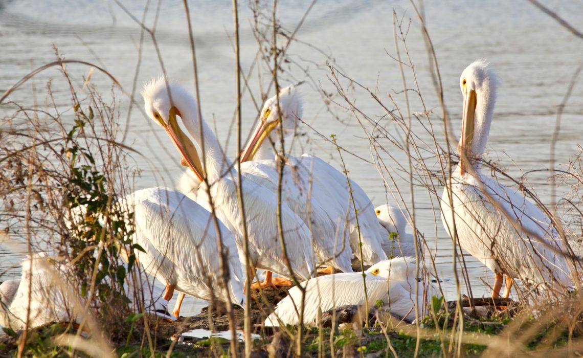 White Rock Lake