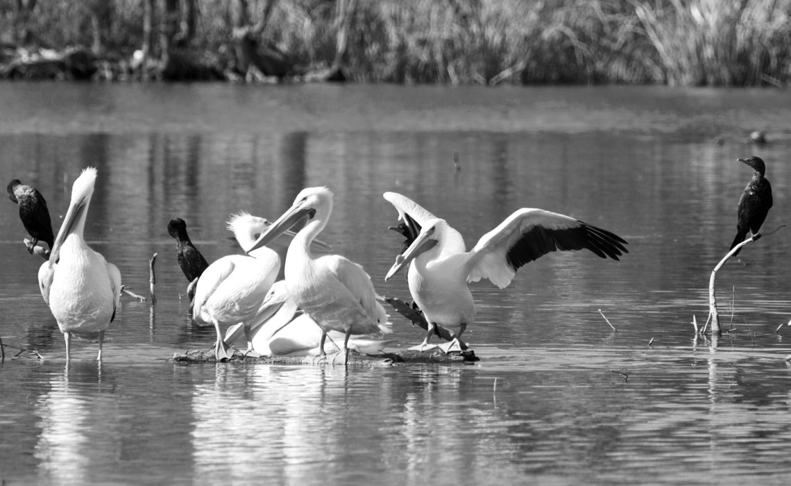 White Rock Lake