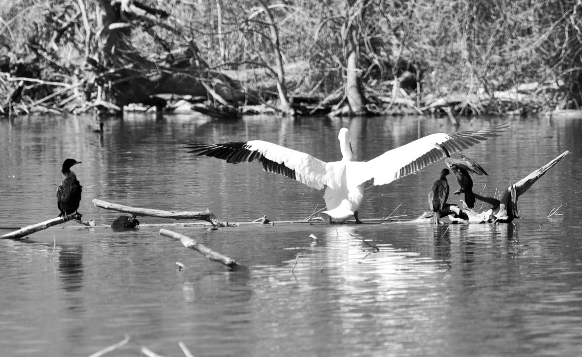 White Rock Lake