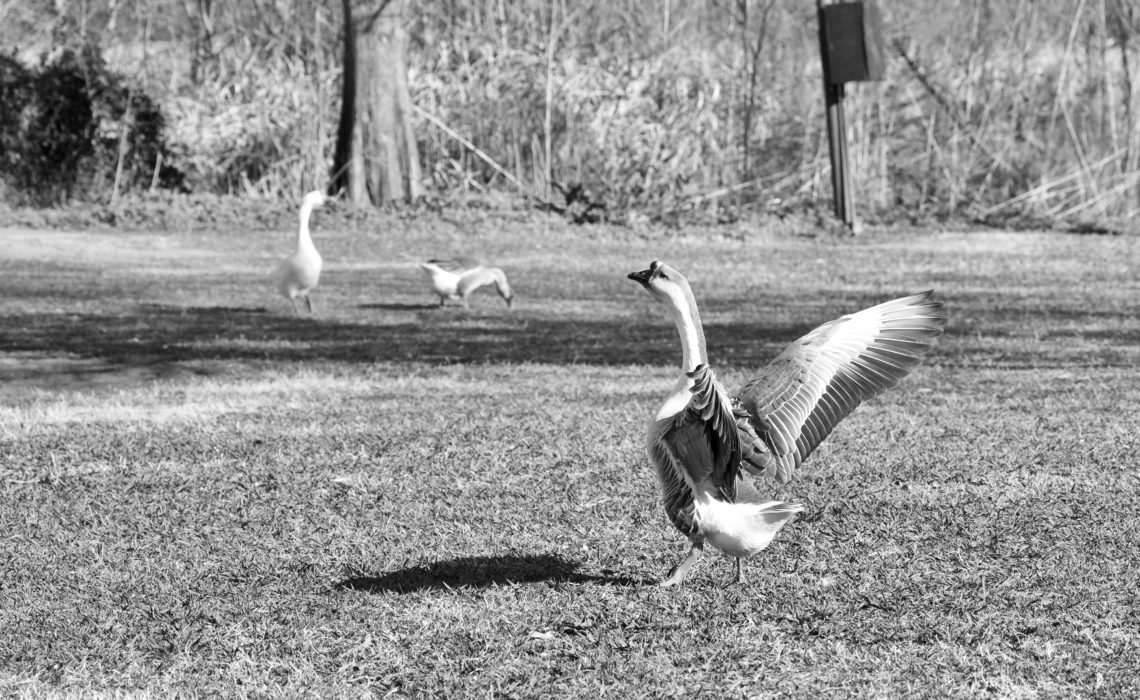 White Rock Lake