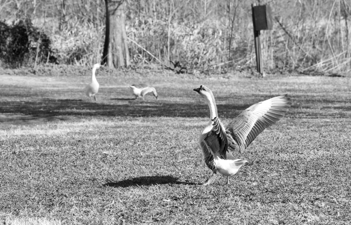 Wingspan