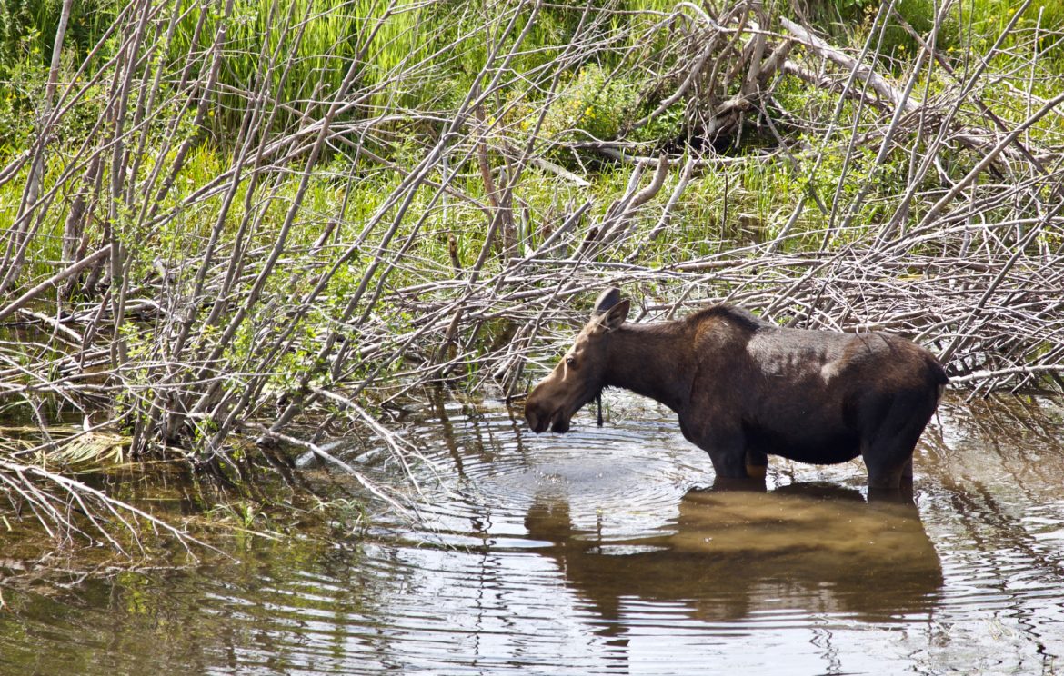 Moose in Moose