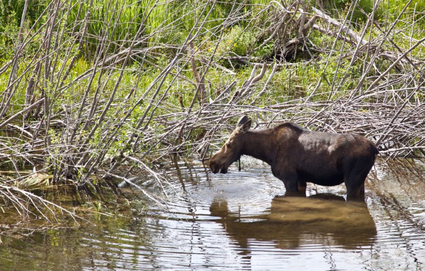 Moose in Moose