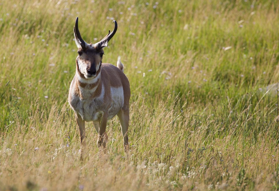 Pronghorn