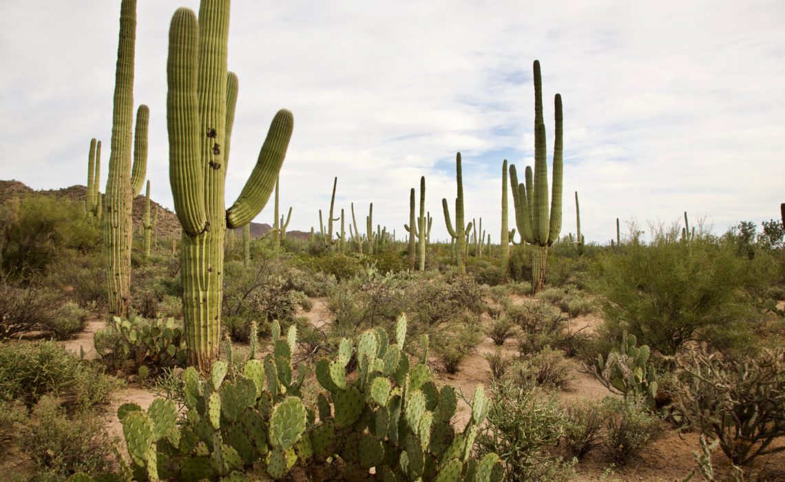 Saguaro