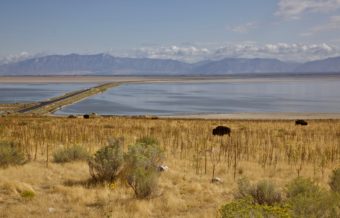 Bison and the Lake