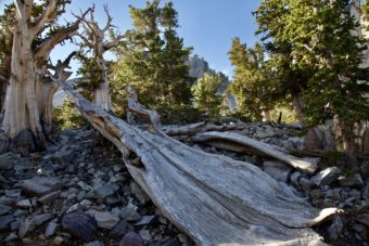 Bristlecone!