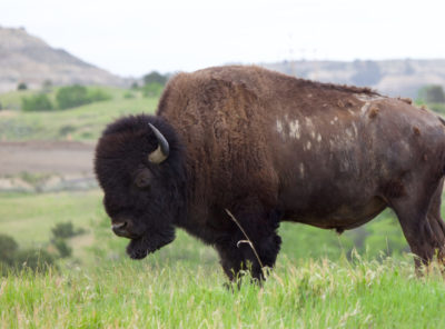 Theodore Roosevelt National Park