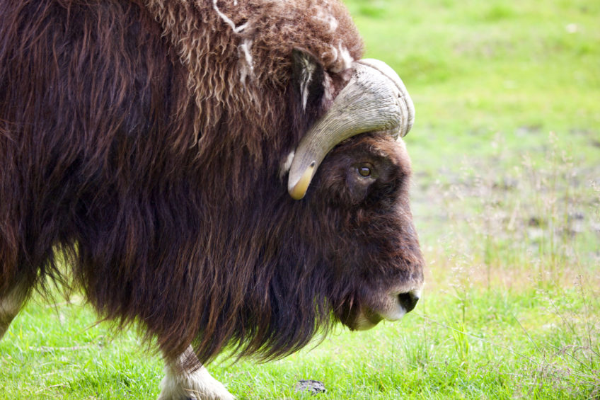 Muskox